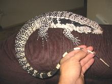 Blue tegu 1 year old